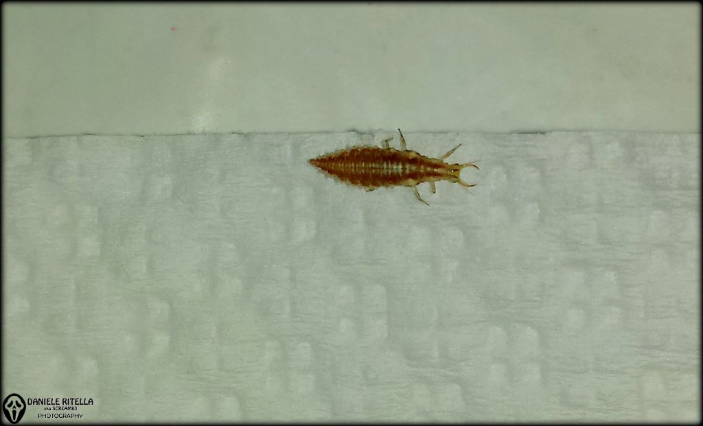 Larva di Chrysoperla sp. (Chrysopidae)